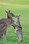 Eastern Grey Kangaroo, (Macropus giganteus), Great Ocean Road, Anglesea, Victoria, Australie