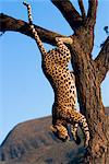 Leopard, (Panthera pardus), Duesternbrook Private Game Reserve, Windhoek, Namibie