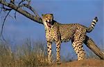 Cheetah, (Acinonyx jubatus), Okonjima Private Game Reserve, Windhoek, Namibia