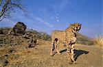 Cheetah, (Acinonyx jubatus), Duesternbrook Private Game Reserve, Windhoek, Namibia