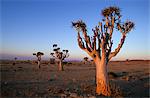 Kokerboom, (Aloe dichotoma), Blutkopje, Namibia