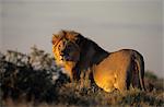 Lion, (Panthera leo), Etoscha National Park, Namibia