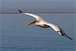 White pelican, Pelecanus onocrotalus, Walfish Bay, west coast, Namibia, Africa