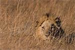 Lion, Panthera leo, Moremi Wildlife Reserve, Botswana, Afrique