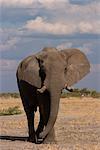 Éléphant d'Afrique, Loxodonta africana, Savuti, Parc National de Chobe, Botswana, Afrique