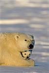 Polar Bear with cubs, (Ursus maritimus), Churchill, Manitoba, Canada