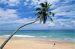 Palmeninsel Baum und Surfer, Strand von Hikkaduwa, Sri Lanka, Indischer Ozean, Asien