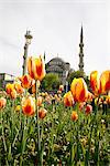 La mosquée bleue (Sultan Ahmet Camii), Istanbul, Turquie, Europe