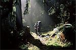 Backpackers in steamy light, Queets Vall, Olympic National Park, UNESCO World Heritage Site, Washington State, United States of America (U.S.A.), North America