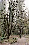 Mossy tree and hiker, Olympic National Park, UNESCO World Heritage Site, Washington State, United States of America (U.S.A.), North America