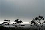 Wind beaten trees and gray weather at Kalaloch Beach, Olympic National Park, UNESCO World Heritage Site, Washington State, United States of America, North America