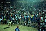 Crowds of Costa Ricans run from mad bull at national fiesta, Santa Cruz bull fights, Costa Rica, Central America