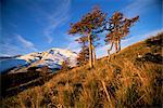 Volcan et le vent a balayé les arbres, Lake District, Puyehue Nationalpark, sud du Chili, Chili, Amérique du Sud