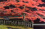Fächer-Ahorn, Tosho-gu Schrein, Nikko, zentralen Honshu (Chubu), Japan, Asien