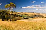 Terres agricoles, Buchan, Victoria, Australie, Pacifique