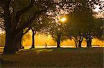 Homme qui marche sous les arbres, le parc Hagley, Christchurch, Canterbury, île du Sud, Nouvelle-Zélande, Pacifique