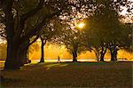 Man walking under trees, Hagley Park, Christchurch, Canterbury, South Island, New Zealand, Pacific