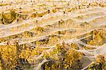 Vineyard, Wanaka, Central Otago, South Island, New Zealand, Pacific