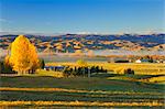 Terres agricoles, Alexandra, Central Otago, île du Sud, Nouvelle-Zélande, Pacifique