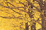 Arbres Gingko en automne, parc du Temple du ciel, Beijing, Chine, Asie