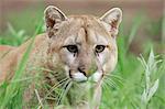 Mountain lion (Felis concolor), in captivity, Sandstone, Minnesota, United States of America, North America