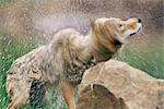 Coyote (Canis latrans), en captivité, grès, Minnesota, États-Unis d'Amérique, l'Amérique du Nord