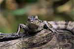 Jeune Caïman à lunettes (Caiman crocodilus) en captivité, subtropical Amérique du Sud