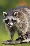 Raccoon (racoon) (Procyon lotor), in captivity, Minnesota Wildlife Connection, Sandstone, Minnesota, United States of America, North America