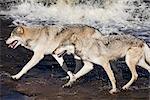 Two gray wolves (Canis lupus) running through water, in captivity, Minnesota Wildlife Connection, Minnesota, United States of America, North America