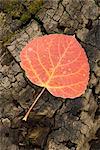 Feuille de peuplier faux-tremble rouge avec des gouttes d'eau, près de Telluride, Colorado, États-Unis d'Amérique, l'Amérique du Nord