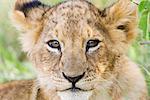 Fahren Sie auf die Aufnahme von Löwenjunges (Panthera Leo) Blick in die Kamera, Masai Mara Game Reserve, Kenia, Ostafrika, Afrika