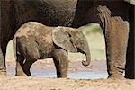 Baby Afrikanischer Elefant (Loxodonta Africana) stehend, von seiner Mutter, Addo Elephant National Park, Südafrika, Afrika