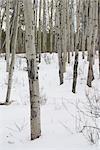 Trees in snow at Pyramid Lake, Jasper National Park, UNESCO World Heritage Site, Rocky Mountains, Alberta, Canada, North America