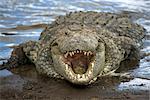 Crocodile du Nil (Crocodylus niliticus) sur la rive de la rivière Mara avec mâchoires ouvertes, Masai Mara National Reserve, Kenya, Afrique de l'est, Afrique