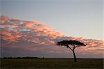 Masai Mara National Reserve, Kenya, Afrique de l'est, Afrique