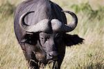 Buffle d'Afrique (Syncerus caffer), Masai Mara National Reserve, Kenya, Afrique de l'est, Afrique