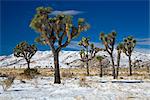 Seltene Winter Schneefall, Lost Horse Valley, Joshua Tree Nationalpark, California, Vereinigte Staaten von Amerika, Nordamerika