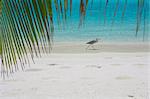 Héron pêche à gué le long du bord de l'eau sur la plage tropicale, Maldives, océan Indien, Asie