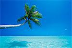 Palm tree overhanging the sea, Male Atoll, Maldives, Indian Ocean, Asia