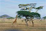 Girafe, Parc National du Serengeti en Tanzanie, Afrique de l'est, Afrique