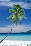 Palm tree and beach, Long Beach, Perhentian Kecil, smaller of the two Perhentian Islands, Terenggenu (Terengganu), Malaysia, Asia