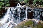 Wentworth Falls, Blue Mountains, New South Wales (NSW), Australie, Pacifique