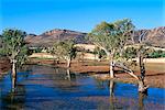 Gum-Bäume in einem Billabong Rawnsley und südwestlichen Steilhang des Wilpena Pound, Flinders Ranges Nationalpark, South Australia, Australien, Pazifik