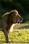 Lion, Masai Mara, Kenya