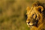 Lion, Masai Mara, Kenya