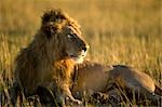 Lion, Masai Mara, Kenya
