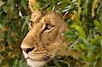 Lioness, Masai Mara, Kenya