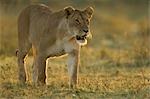 Lionne, Masai Mara, Kenya