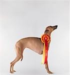 Dog wearing first prize ribbon