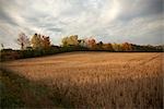 Champ de blé à l'automne, Ontario, Canada